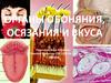 Органы обоняния, осязания и вкуса