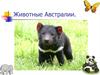 Животные Австралии
