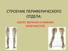Строение периферического отдела: скелет верхних и нижних конечностей