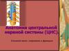 Анатомия центральной нервной системы (ЦНС). Спинной мозг: строение и функции