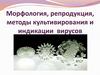 Морфология, репродукция, методы культивирования и индикации вирусов