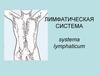 Лимфатическая система