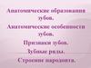 Анатомические особенности зубов. Признаки зубов. Зубные ряды. Строение пародонта