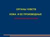 Органы чувств. Кожа и ее производные. Контрольная диагностика