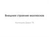 Внешнее строение моллюсков