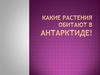 Какие растения обитают в Антарктиде