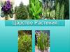 Царство Растения
