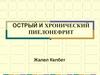Острый и хронический пиелонефрит