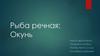 Рыба речная: Окунь