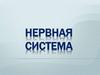 Нервная система