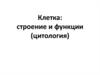 Клетка: строение и функции (цитология)