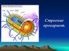 Строение прокариот