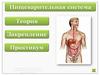 Пищеварительная система. Теория. Закрепление. Практикум