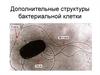 Дополнительные структуры бактериальной клетки