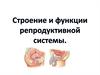 Строение и функции репродуктивной системы