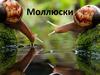 Тип Моллюски