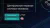 Центральная нервная система человека