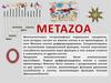 Metazoa - многоклеточные гетеротрофные подвижные эукариоты