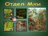 Отдел Мхи