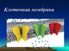 Клеточная мембрана
