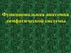 Функциональная анатомия лимфатической системы