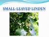 Small-leaved linden