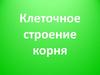 Клеточное строение корня