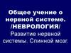 Общее учение о нервной системе (неврология). Развитие нервной системы. Спинной мозг